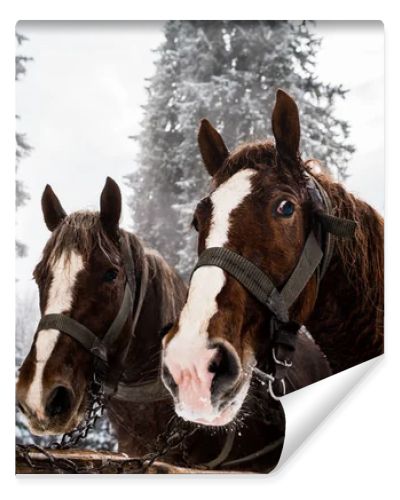 horses with horse harness in snowy mountains with pine trees