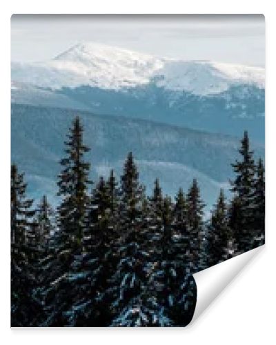 scenic view of snowy mountains with pine trees in white fluffy clouds, panoramic shot