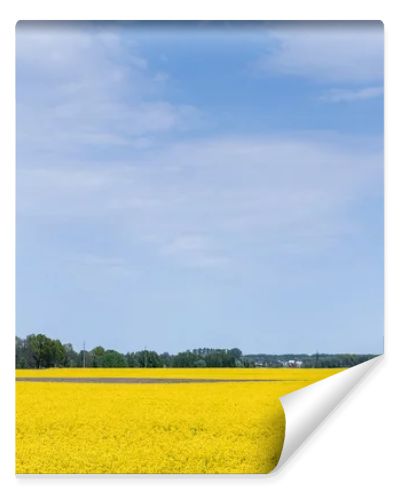 yellow wildflowers on field against blue sky 