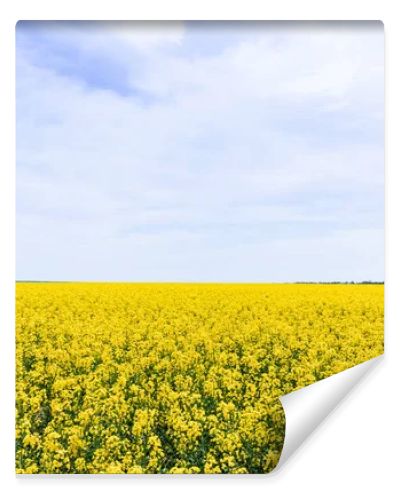 yellow and blossoming wildflowers against sky with clouds in summer 