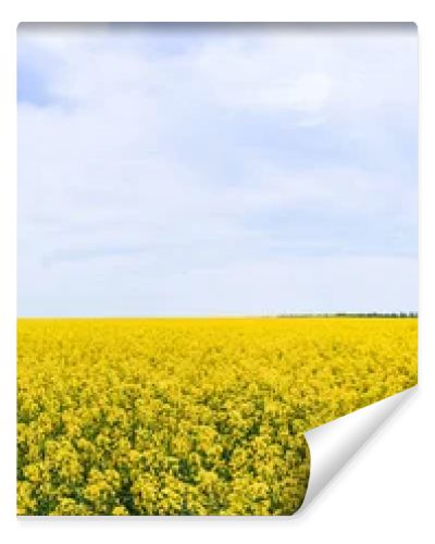 panoramic concept of yellow and blooming wildflowers against sky with clouds 