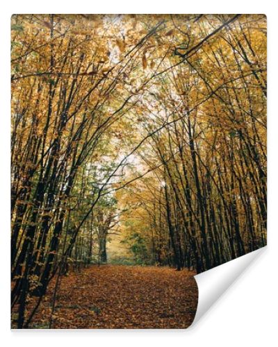 Pathway with golden fallen leaves in autumn forest 