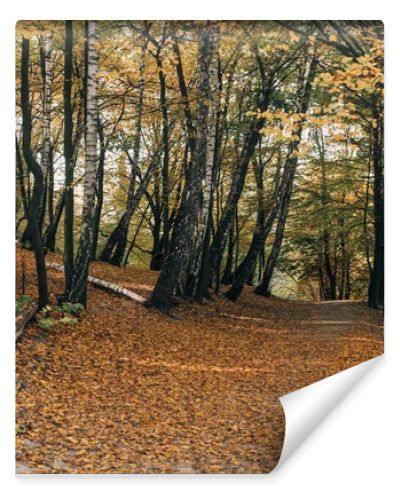 Fallen leaves on pathway in autumn forest