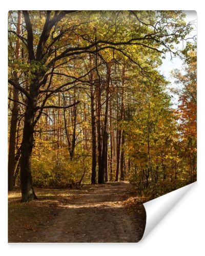 scenic autumnal forest with wooden trunks and path in sunlight