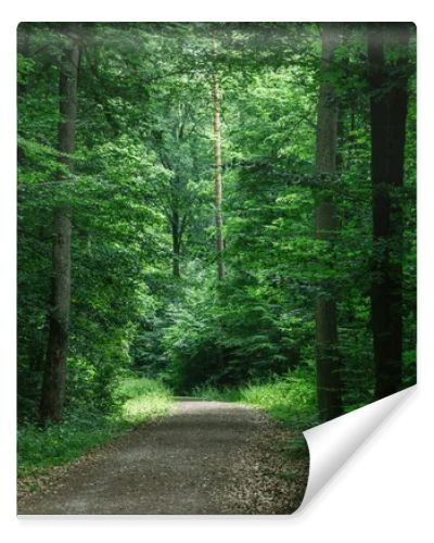 path in green beautiful dark forest in Wurzburg, Germany