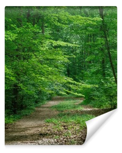 path in green beautiful forest in Wurzburg, Germany