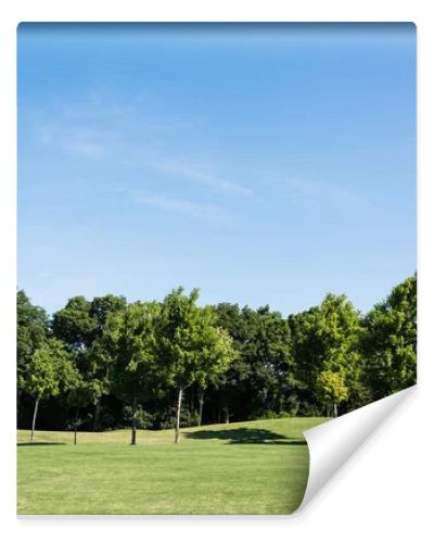 trees with green leaves on green grass against blue sky in park