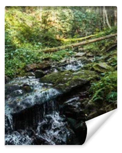 panoramic shot of flowing river near stones in woods