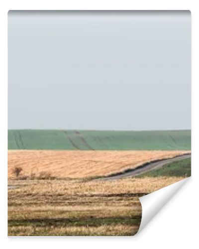 horizontal image of green tree in field against sky with clouds