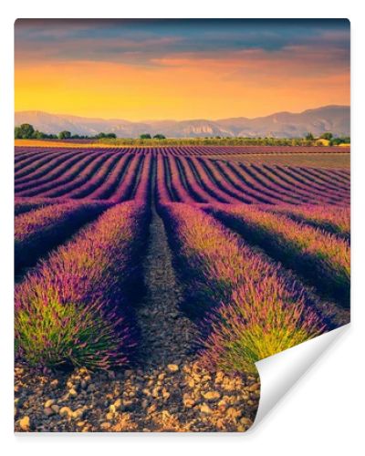 Beautiful fragrant flowery plantation at sunset. Agricultural place with purple lavender fields in Provence, France, Europe