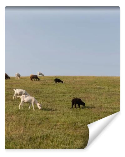 green meadow with grazing herd under blue cloudless sky