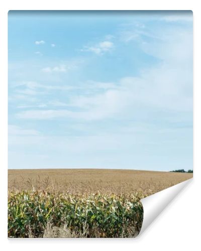 autumnal field with corn and blue cloudy sky