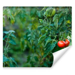 Dwa czerwone pomidory na krzaku w ogrodzie
