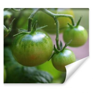 pomidor czerwony zielony