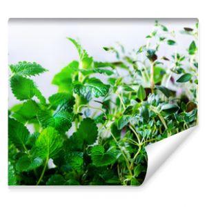 Green fresh aromatic herbs - melissa, mint, thyme, basil, parsley on white background. Banner collage frame from plants. Copyspace. Top view. Toned effect.