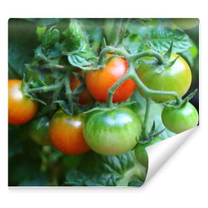pomidor czerwony zielony