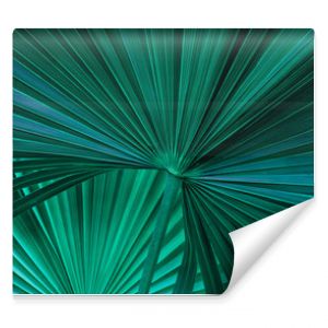 tropikalny liść palmowy i cień abstrakcyjne naturalne zielone tło ciemne tekstury tonu