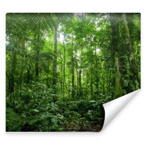 Krajobraz tropikalnego lasu deszczowego Amazonii