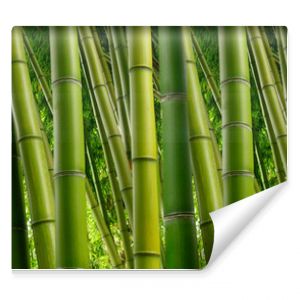 Gęsta bambusowa dżungla