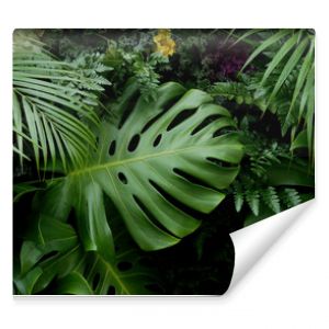 Zielone liście tropikalne Monstera palmowa paproć i rośliny ozdobne tło tło