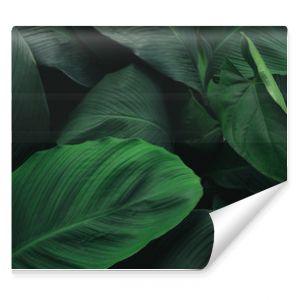 Duże liście tropikalnego liścia z ciemnozieloną teksturą abstrakcyjnego tła natury