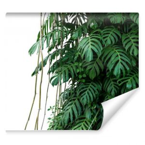 Zielone liście rodzimej rośliny Monstera Epipremnum pinnatum liana rosnącej w dzikiej wspinaczce na drzewie dżungli roślina lasu tropikalnego ev