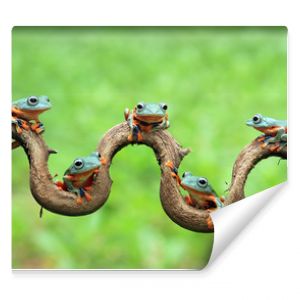 Rzekotka jawajska siedząca na gałęzi Latająca żaba na gałęzi Rzekotka na gałęzi