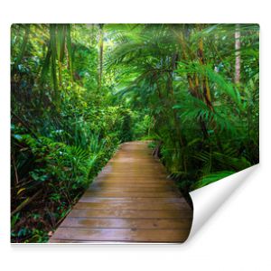 Drewniana ścieżka w głęboko zielonym lesie namorzynowym