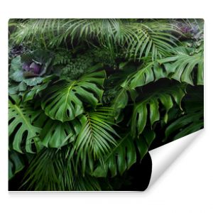 Zielone tropikalne liście paproci Monstera i liści palmowych, liście roślin tropikalnych, krzew, układ kwiatowy na ciemnym tle n