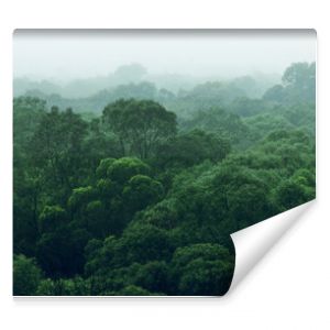 Widok z lotu ptaka na dżunglę lasu deszczowego