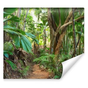 Ścieżka w tropikalnym lesie deszczowym Las palmowy Vallee De Mai May Valley na wyspie Praslin Seszele