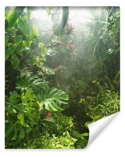 Tropical rainforest