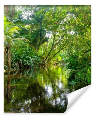 Amazon Jungle