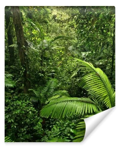 Dense Rain Forest Jungle