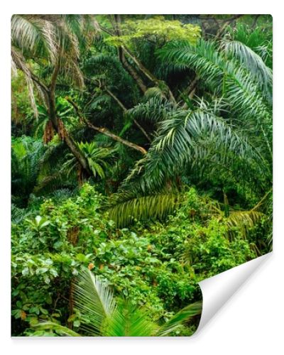 Lush tropical green jungle 