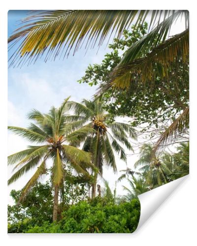 rainforest with coconut palm trees