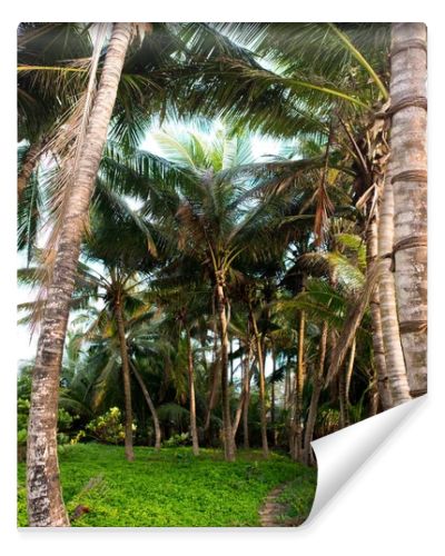 palm trees in rainforest