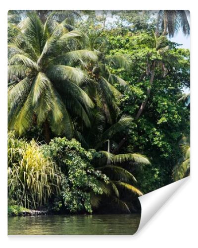 tropical trees over river