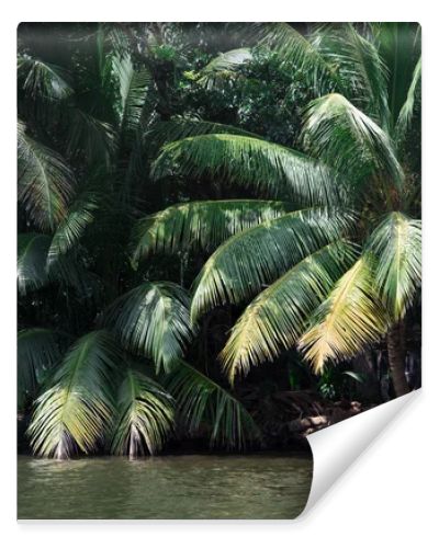 palms over river