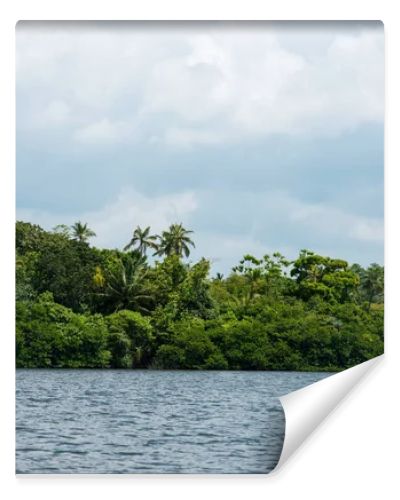 rainforest over river bank