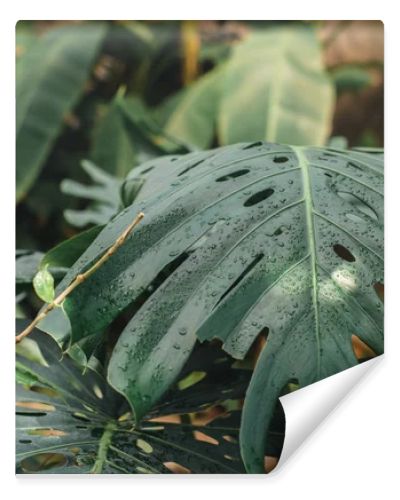 close up of green monstera leaves in tropical garden