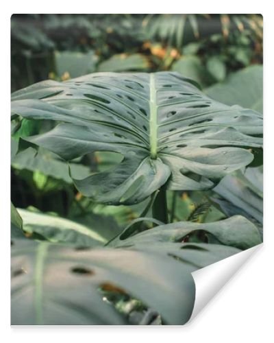 close up of green monstera leaves in jungle