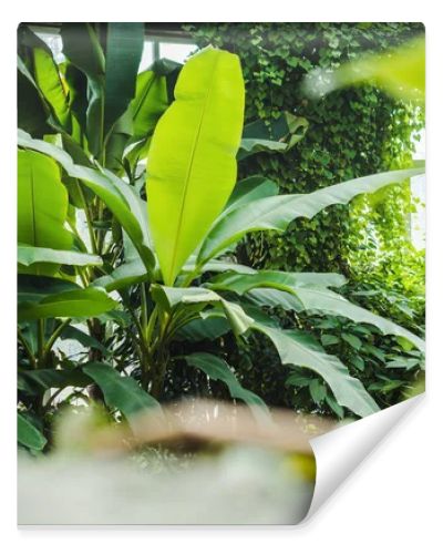 beautiful tropical rainforest greenhouse with various plants and window on background