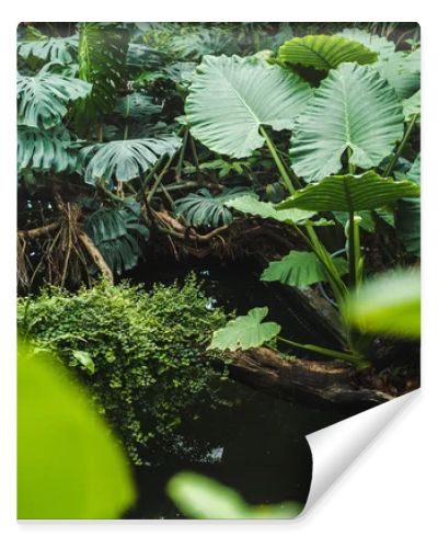 scenic shot of beautiful tropical rainforest with various plants