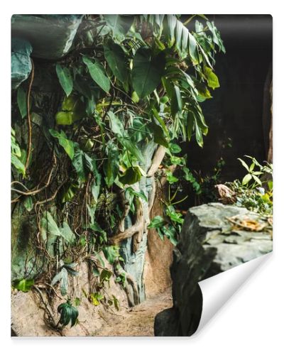 scenic shot of path into cave in jungle covered with green leaves