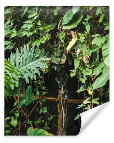 bamboo fence covered with vines and tropical leaves