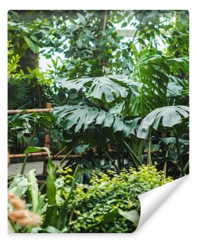 tropical rainforest greenhouse with various plants