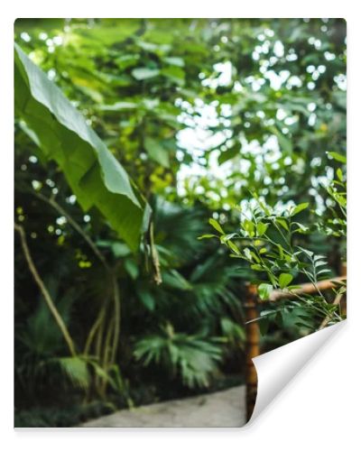 tropical rainforest greenhouse with various plants and road