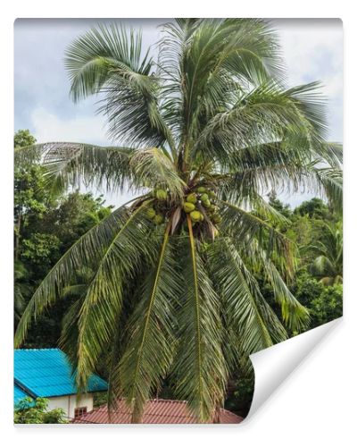 landscape with palm tree and houss in forest