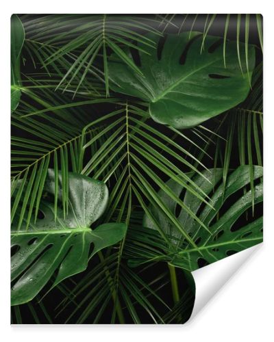 Night in tropical rainforest. Monstera and palm leaves covered with rain drops jungle pattern. Fresh green natural eco concept.